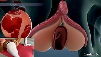 Anatomy And Physiology Of Female Orgasm In A Pornographic Context